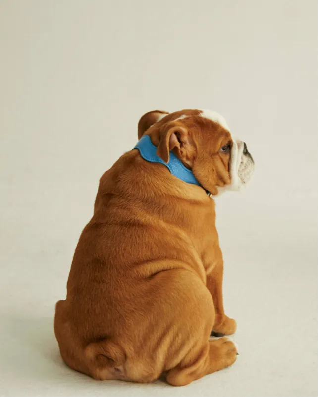 Bulldog con collar Capri