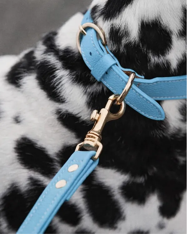 Dálmata con collar y correa Capri
