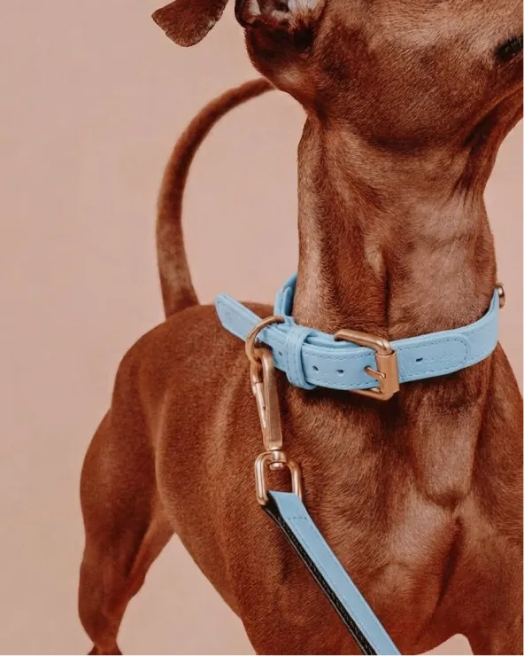 Podenco con correa Capri