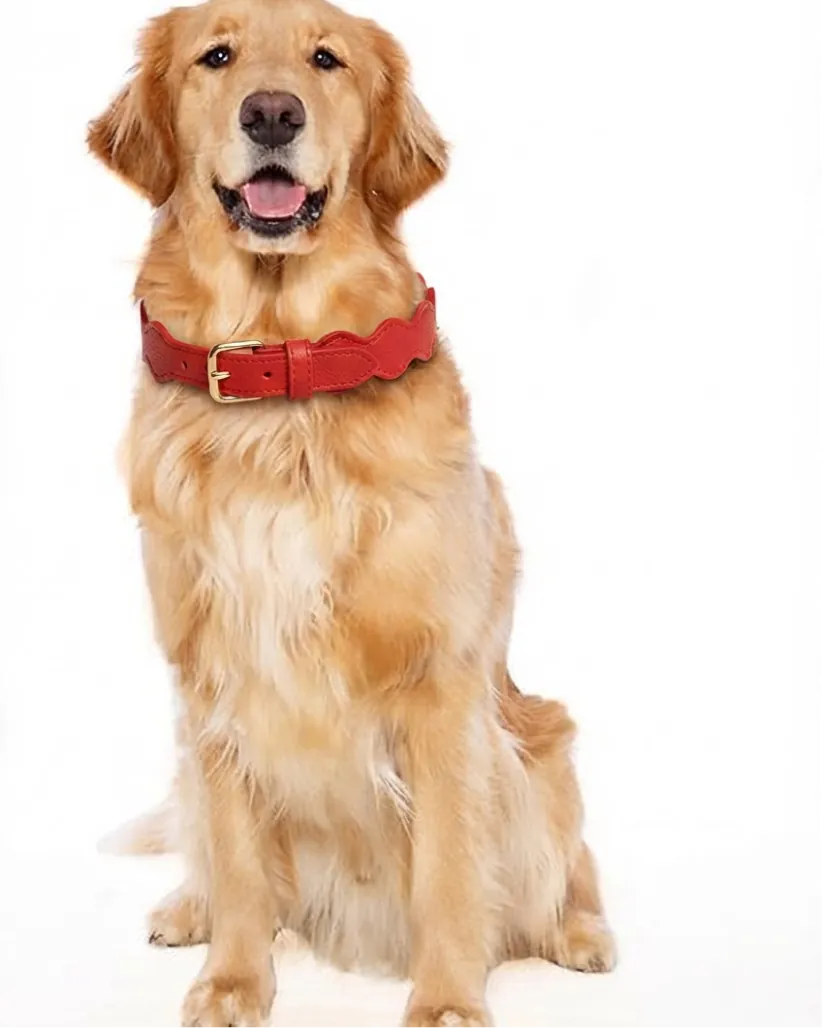 Golden retriever con collar Granada