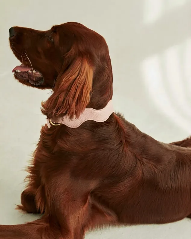 Setter irlandés con collar Peonía