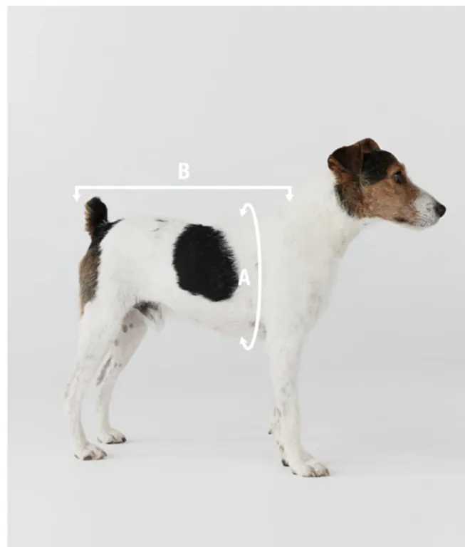 Perro de perfil