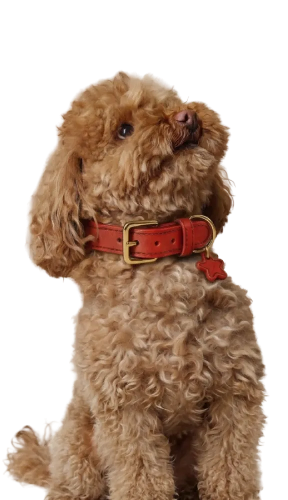 Poodle con collar Pouwi